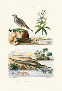 Sandgrouse by French School